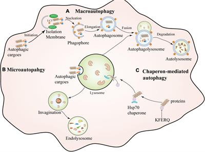 Interaction between autophagy and the NLRP3 inflammasome in Alzheimer’s and Parkinson’s disease